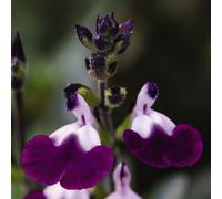 Thompson & Morgan Salvia Amethyst Lips - Purple/white Bicolour Aromatic Sage - Hardy Perennial - 3X 9Cm Potted Plants