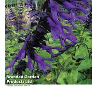 Thompson & Morgan Salvia Amistad 1 Litre Potted Plant X 2