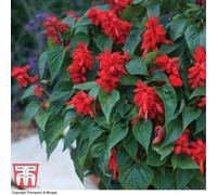 Thompson & Morgan Salvia Blaze Of Fire 6 Plug Plants