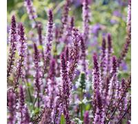 Thompson & Morgan Salvia Caradonna Pink 9cm Pot x 3