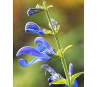 Thompson & Morgan Salvia Hybrida African Sky 3 Litre Potted Plant X 1