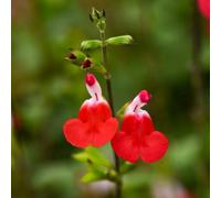 Thompson & Morgan Salvia Microphylla Hot Lips 2 Litre Potted Plant X 3