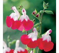 Thompson & Morgan Salvia Microphylla Hot Lips 6 Bare Root Plants