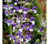Thompson & Morgan Salvia Pratensis Madeline Bicoloured Perennial - Drought-Tolerant Pollinator-Friendly Garden Plant