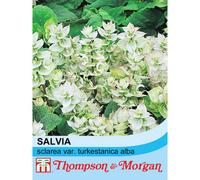 Thompson & Morgan Salvia Sclarea Var. Turkestanica Alba 1 Packet (20 Seeds)