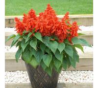 Thompson & Morgan Salvia Splendens Blaze Of Fire Red Summer Bedding Plant For Beds Borders Containers - Easy Grow Garden Flower Long-Lasting Colour