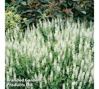 Thompson & Morgan Salvia x Superba Snow Hills 1 Litre Potted Plant x 1, White