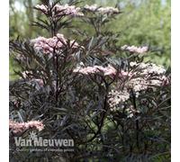 Thompson & Morgan Sambucus Nigra Black Lace 3.5 Litre Potted Plant X 1