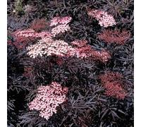 Thompson & Morgan Sambucus Nigra Black Lace 9Cm Potted Plant X 1
