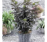 Thompson & Morgan Sambucus Nigra Black Tower 3.5 Litre Potted Plant X 1