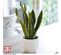 Thompson & Morgan Sansevieria (Snake Plant) Trifasciata Var. Laurentii (Height 30Cm) 12Cm Potted Plant X 1 & Incredifeed