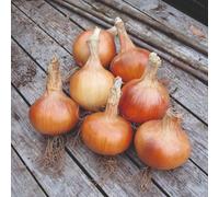 Thompson & Morgan Santero F1 Onion Seeds - Early Maincrop Heavy Yields Copper Brown Disease Resistant Great Storage Easy Grow Garden/allotment Veget