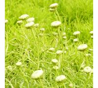 Thompson & Morgan Santolina Rosmarinifolia Lemon Fizz 9Cm Potted Plant X 3