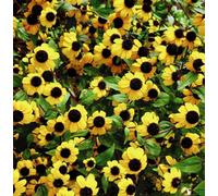 Thompson & Morgan Sanvitalia procumbens Yellow With Black Eye 1 Packet (50 Seeds), Yellow