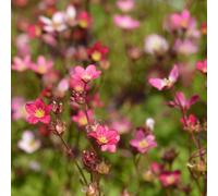 Thompson & Morgan Saxifraga Peter Pan 1 Litre Potted Plant X 1