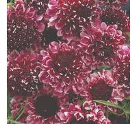 Thompson & Morgan Scabiosa Beaujolais Bonnets Seeds - Hardy Perennial Pincushion Burgundy/raspberry Pink Nectar-Rich Borders/cut Flowers 40 Seeds