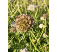 Thompson & Morgan Scabious Drumstick Seeds - Hardy Perennial Pollinator-Friendly Long Blooms Easy Garden Flowers (1 Packet)