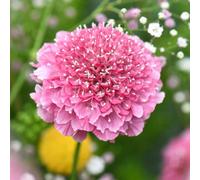 Thompson & Morgan Scabious Kudos Pink 1 Jumbo Plug Plant