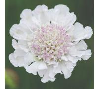 Thompson & Morgan Scabious Kudos White 9Cm Potted Plant X 1