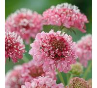 Thompson & Morgan Scabious Salmon Queen 1 Seed Packet, Pink