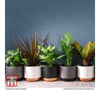 Thompson & Morgan Scandi Mixed Houseplant Collection - 6 Potted Plants