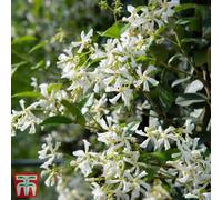 Thompson & Morgan Scented Evergreen Star Jasmine - Trachelospermum Jasminoides 9Cm Potted Plant X 2