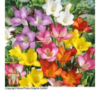 Thompson & Morgan Scented Freesia Mixed 100 Bulbs