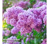 Thompson & Morgan Scented Lilac - Syringa Vulgaris 9Cm Potted Plant X 1