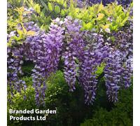 Thompson & Morgan Scented Wisteria Sinensis - 9Cm Potted Plant X 1 - Loved By Pollinators - Climbing Plant