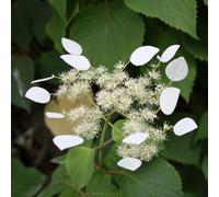 Thompson & Morgan Schizophragma Hydrangeoides 3 Litre Potted Plant 30-40Cm X 2