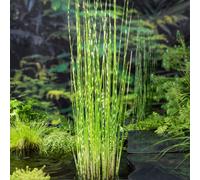 Thompson & Morgan Scirpus Tabermont Zebrinus 9Cm Potted Plant X 1
