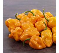 Thompson & Morgan Scotch Bonnet Orange Chilli Pepper Seeds - 10 Seeds - Fruity & Spicy - Half-Hardy Annual