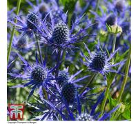 Thompson & Morgan Sea Holly Blue Steel 3 Bare Root Plants