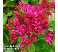 Thompson & Morgan Sedum Spurium Dragons Blood 1 Litre Potted Plant X 1