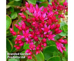 Thompson & Morgan Sedum Spurium Dragons Blood 1 Litre Potted Plant X 1