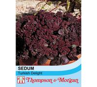 Thompson & Morgan Sedum Ussuriense Turkish Delight 1 Packet (50 Seeds)