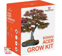 Thompson & Morgan Seed Grow Kit - Bonsai Acer - 1 Pack - Ideal Gift