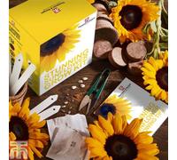 Thompson & Morgan Stunning Sunflower Seed Grow Kit - Size: 25 x 20 x 25cm - n/a - Wilko