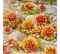 Thompson & Morgan Sempervivum 'chick Charms Gold Nugget' 9Cm Potted Plant X 3