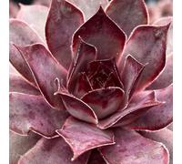 Thompson & Morgan Sempervivum Chick Charms Grape Galaxy Succulent - Silvery-Violet Aubergine Tips - Drought-Tolerant Evergreen - 9Cm Pots
