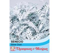 Thompson & Morgan Senecio Cineraria Silver Dust 1 Packet (150 Seeds), Green