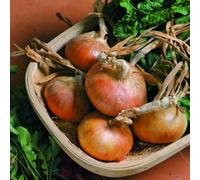 Thompson & Morgan Senshyu Semi-Globe Yellow Onion Seeds - Early Maturing Japanese Straw-Coloured Bulbs Excellent Flavour Reliable Crop
