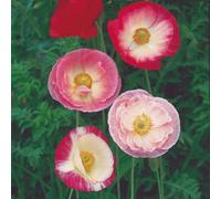 Thompson & Morgan Shirley Poppy Mixed Seeds - Hardy Annual Wildflower Blend Easy Grow Vibrant Cottage Garden Pollinator Friendly Colourful Display 1