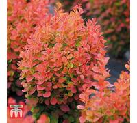 Thompson & Morgan Shrub - Berberis Florence 9Cm Potted Plant X 2