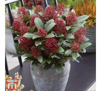 Thompson & Morgan Shrub - Skimmia Japonica Rubella 9Cm Potted Plant X 1