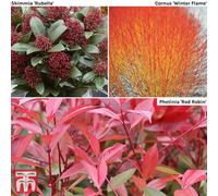 Thompson & Morgan Shrub Winter Interest Collection 9Cm Potted Plant X 3