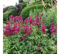 Thompson & Morgan Sidalcea Hybrida Party Girl 1 Litre Potted Plant X 1