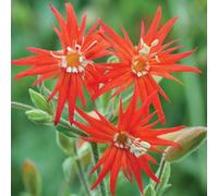 Thompson & Morgan Silene Jack Flash 1 Seed Packet, Red