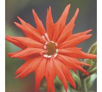 Thompson & Morgan Silene Laciniata Starburst Seeds - Hardy Perennial Cardinal Catchfly - Striking Carmine Fringed Flowers - 20 Seeds