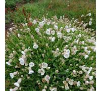 Thompson & Morgan Silene Maritima Robin White Breast - Hardy Ground Cover Perennial White Double Flowers Coastal Gravel Rockeries. 1X Or 2X 1L Pots.